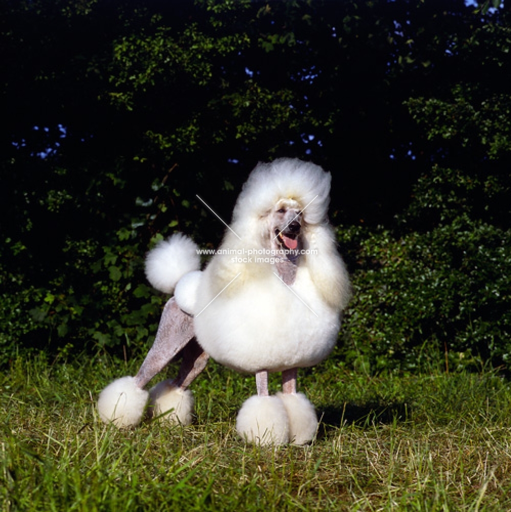 beautiful champion standard poodle standing in front of greenery