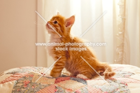 Maine Coon kitten sitting on quilt