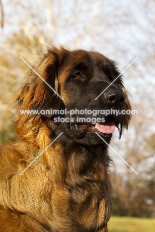 Leonberger head study