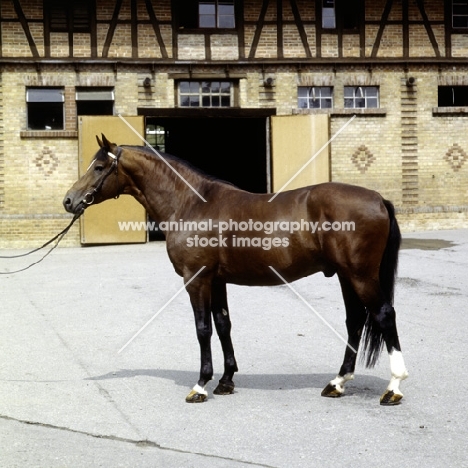 kalman, württmberger stallion at marbach