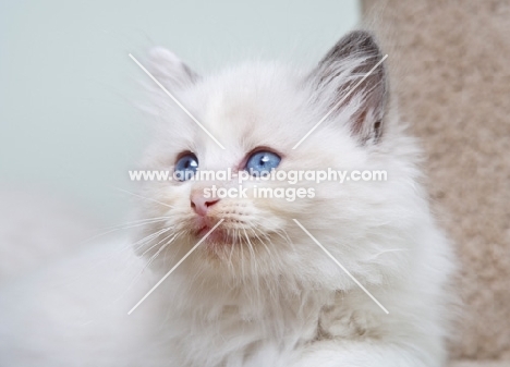 ragdoll kitten