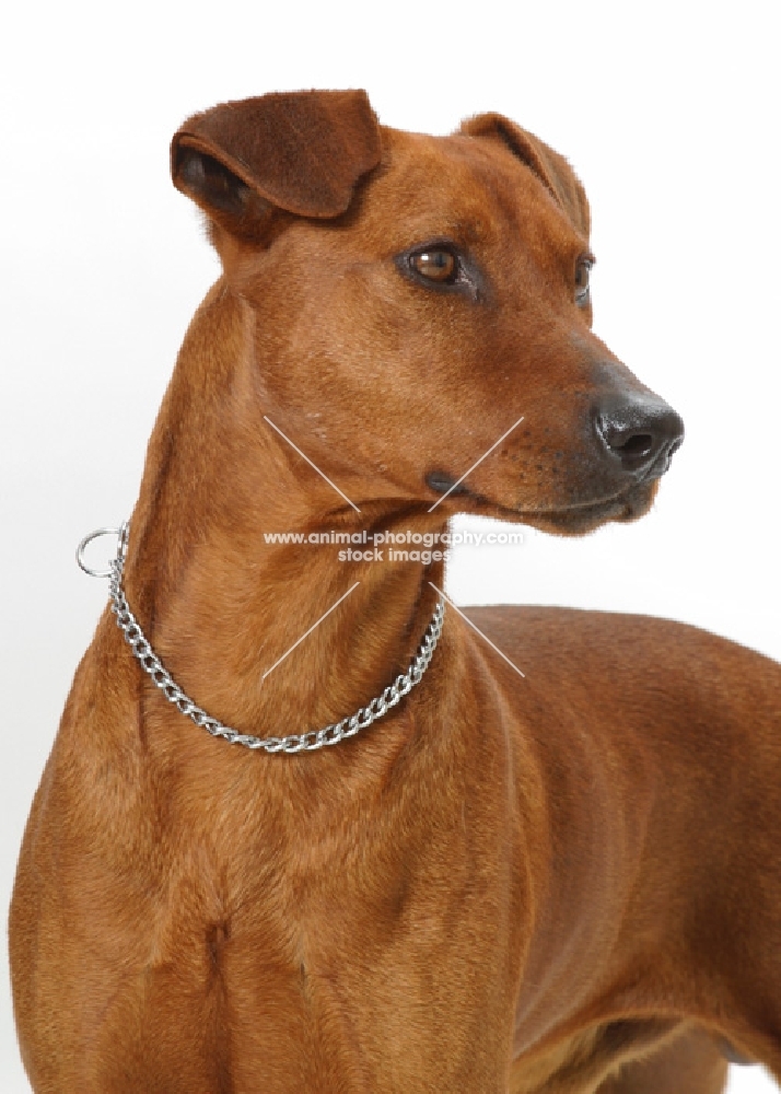 Australian Gr Champion red German Pinscher, looking away