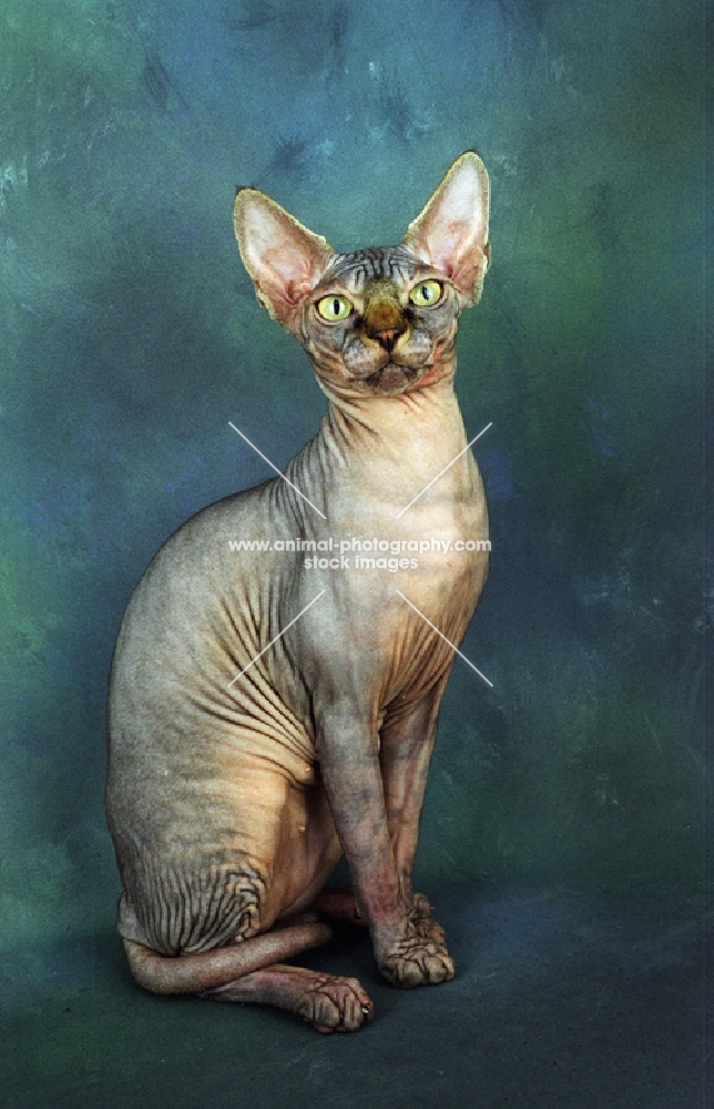 sphynx cat sitting