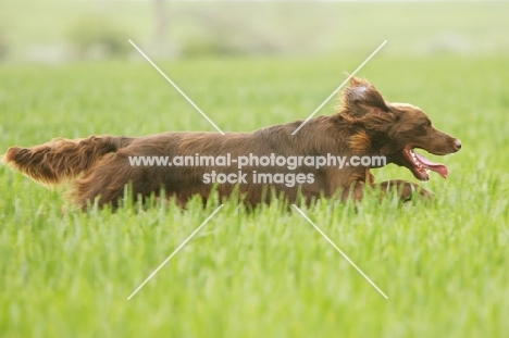 German Longhaired Pointer running in field