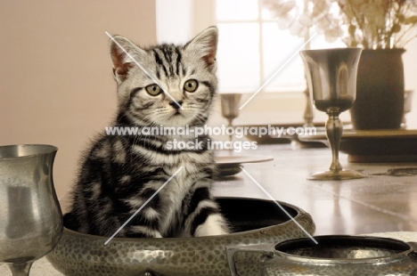 british shorthair in kitchen