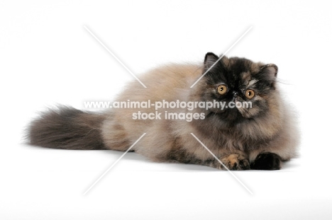 Tortoiseshell Persian lying on white background