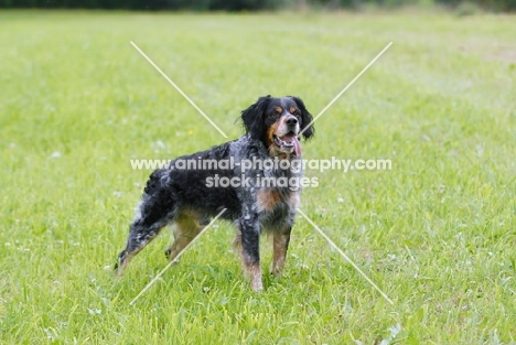 Epagneul Breton in grass