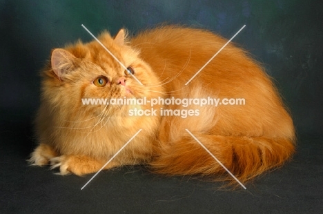 red Persian, looking away