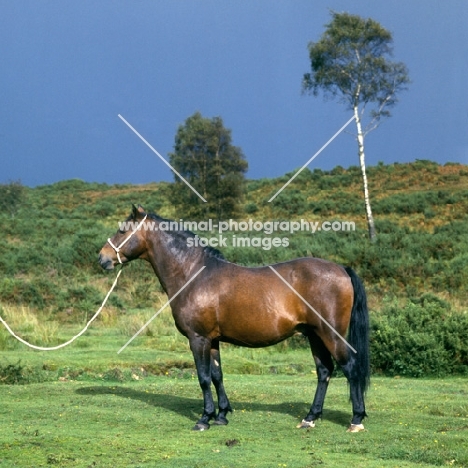 new forest stalion, in the forest 