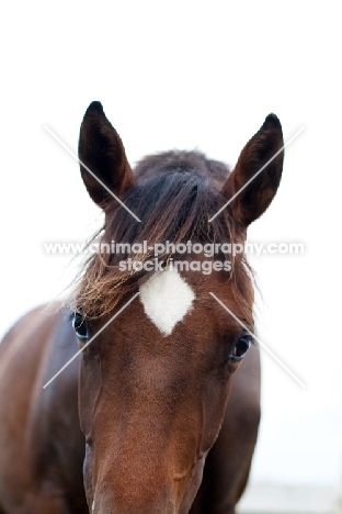 Appaloosa looking at camera