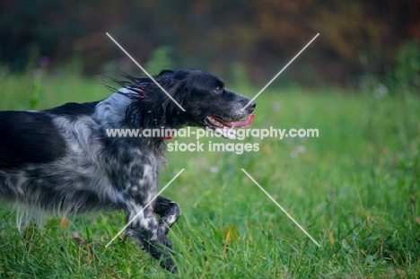 happy black and white English Setter running in a field