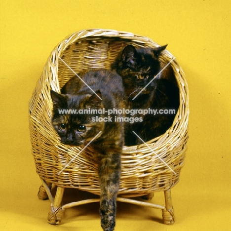 two tortoiseshell cats, one climbing from basket 