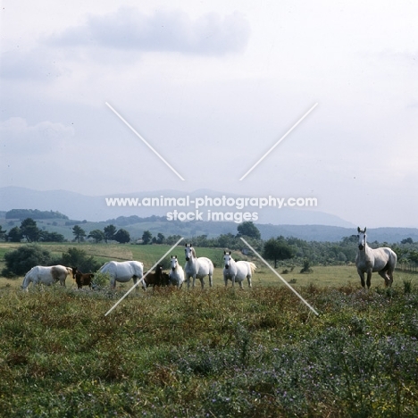 Lipizzaner mares and foals at monterotondo, italy,