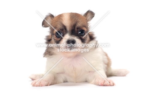 cute longhaired Chihuahua puppy on white background