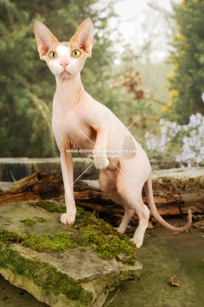 Sphynx cat walking, one leg up