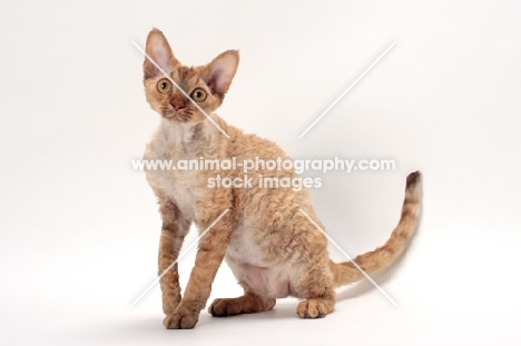 Devon Rex sitting in Studio, chocolate mackerel torbie colour