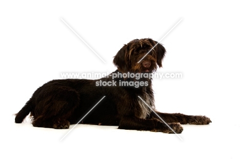 German Wirehaired Pointer lying down isolated on a white background