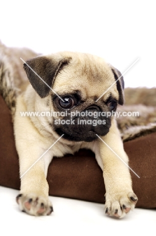Pug puppy lying in dog bed