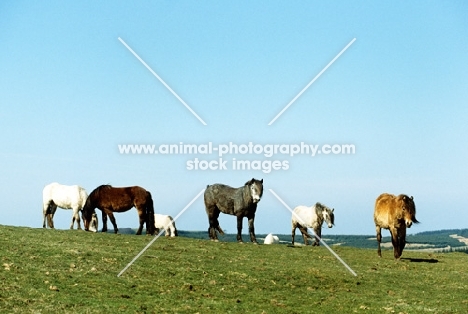 highland ponies from carrick stud, scotland