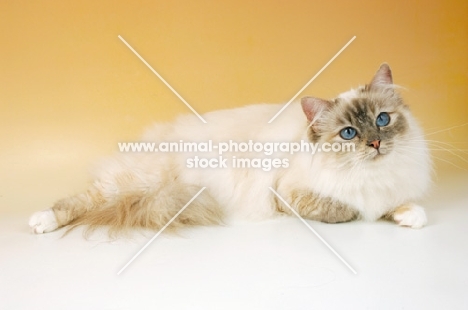 blue tortie tabby birman cat on beige background