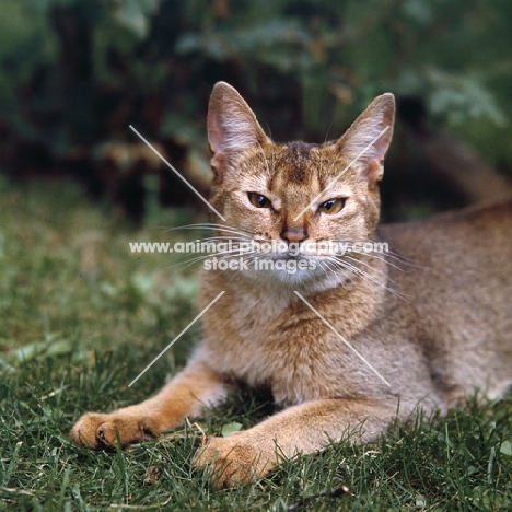 abyssinian cat from canada looking towards camera with slit eyes