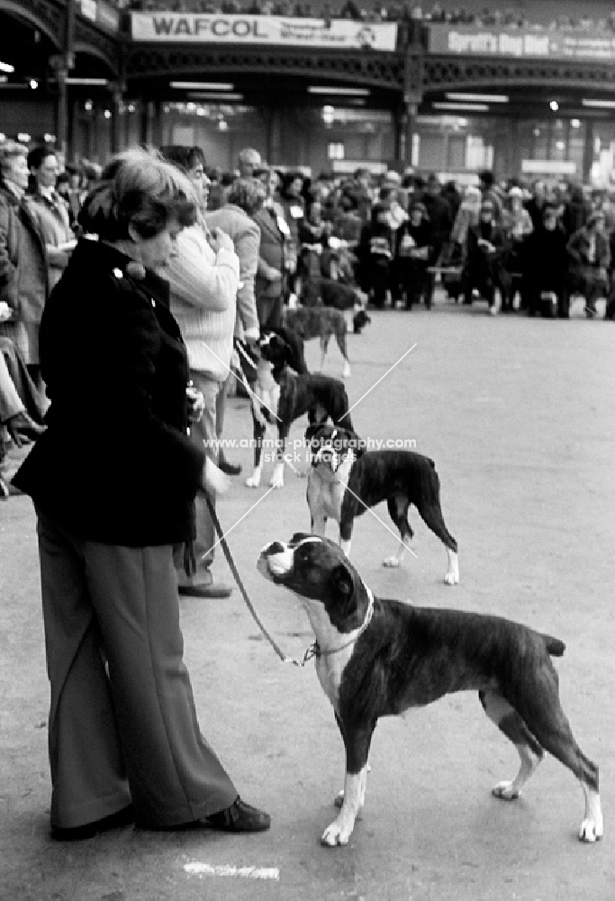 crufts 1978, the boxer ring
