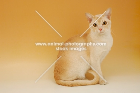 cream burmese on beige background