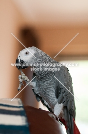 African Grey Parrot on chair