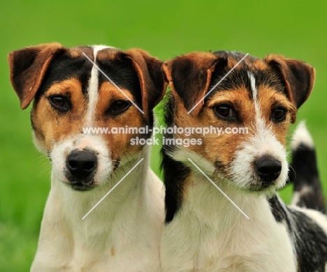 two Jack Russell Terrier