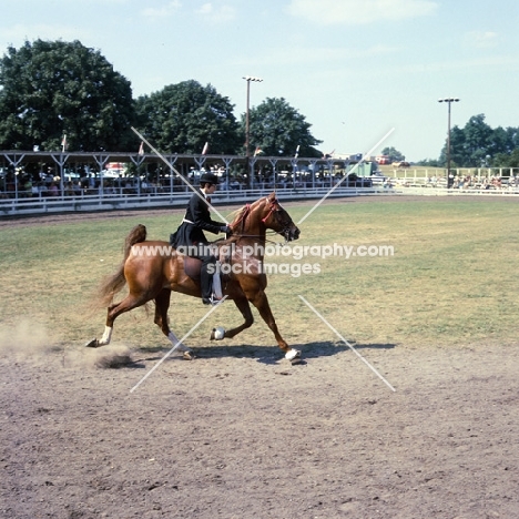 ridden American Saddlebred at show in usa, trot