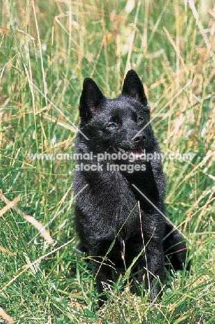 black Schipperke sitting down in grass