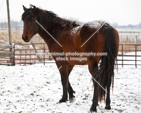 Morgan Horse in winter