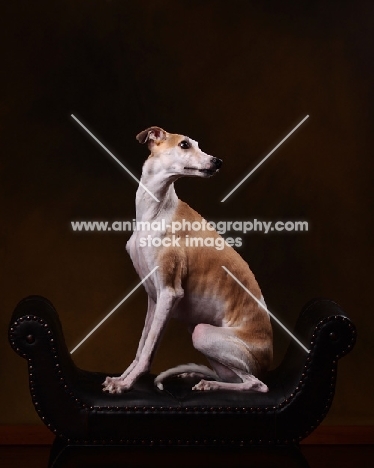 Whippet sitting on chair in studio
