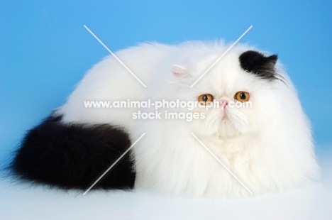 black and white persian cat, lying down