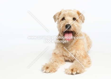 Studio shot of a Wheaten Terrier.
