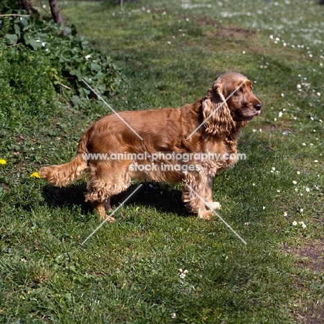 undocked cocker spaniel standing on grass