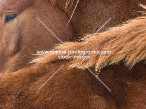 Suffolk Punch, head and neck