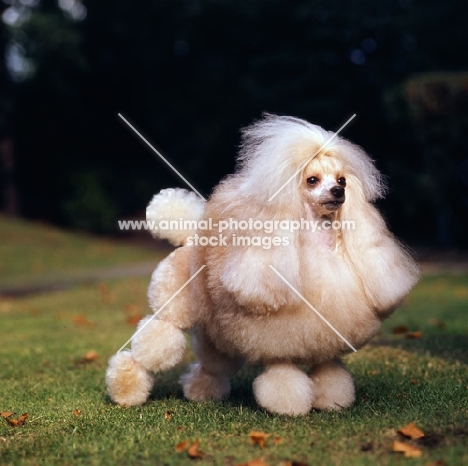 cream toy poodle