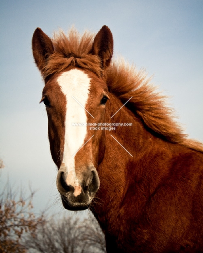 5 month old Belgian filly with blaze marking