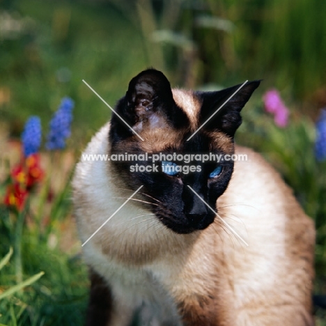 seal point siamese cat with shining eyes