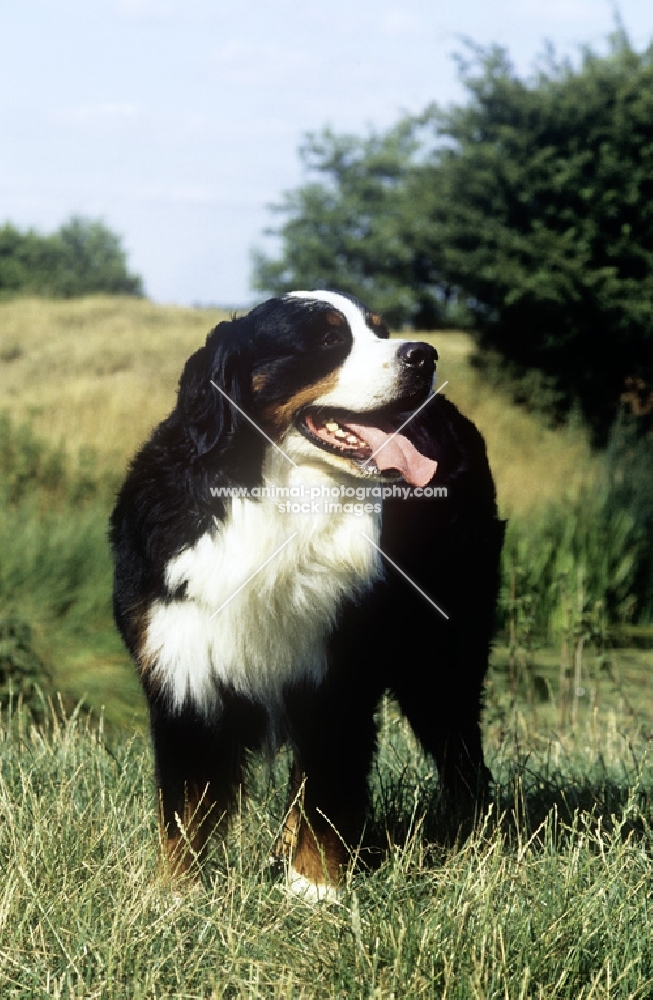bernese mountain dog in countryside