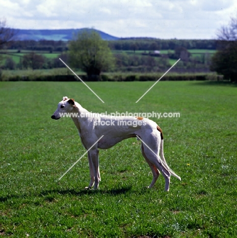 show greyhound from bearwood kennels standing in a field