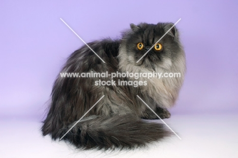 black smoke persian cat sitting on purple background