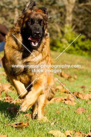Leonberger in motion