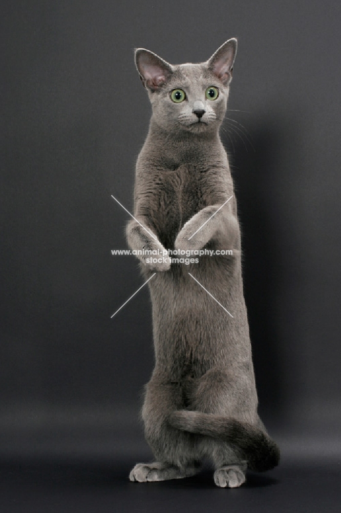 Russian Blue female cat, standing on hind legs