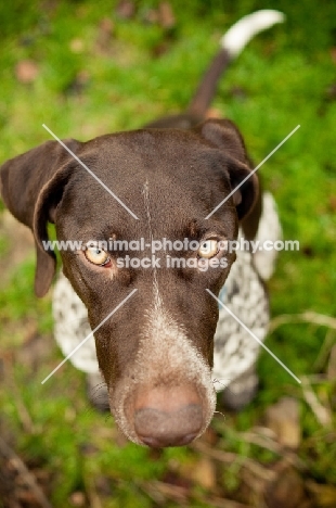 German Shorthaired Pointer