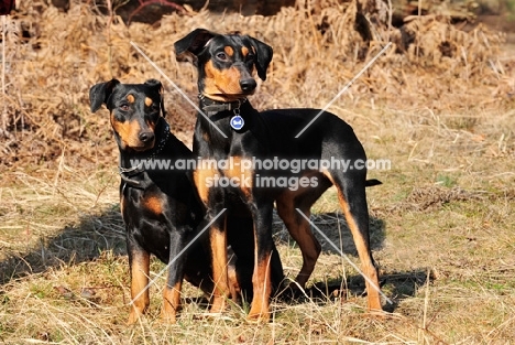 two black and tan German Pinschers (deutscher Pinscher)