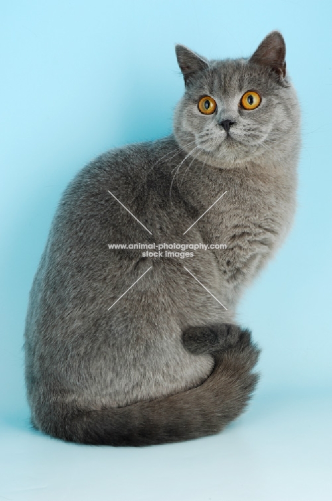 blue british shorthair cat sitting on blue background