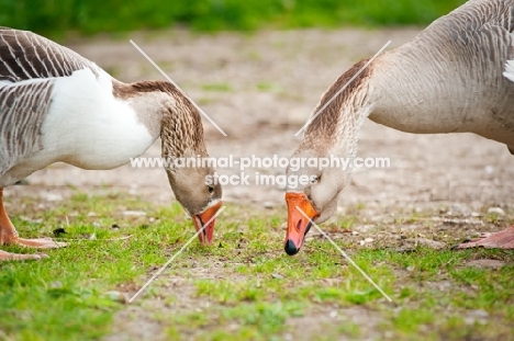 two geese eating