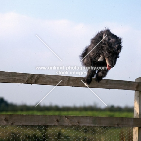 fern, lurcher jumping fence